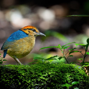 Schneider's Pitta