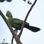 Schuett's Turaco