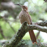 Scimitar-billed Woodcreeper