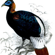 Sclater's Monal