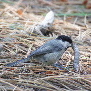 Sclater's Tit