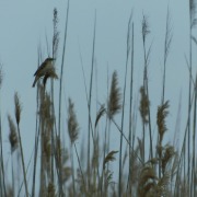 Sedge Warbler
