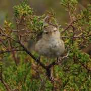 Sedge Wren