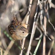 Sedge Wren