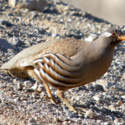 See-see partridge