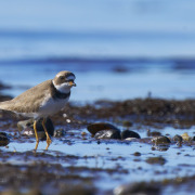 Semipalmated Plover