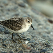Semipalmated Sandpiper