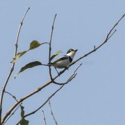Senegal Batis