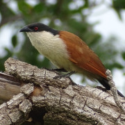Senegal Coucal