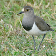 Senegal Lapwing