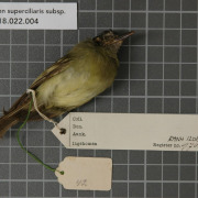 Sepia-capped Flycatcher