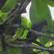 Seychelles Black Parrot