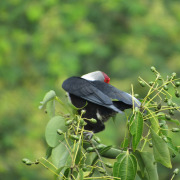 Seychelles Blue Pigeon