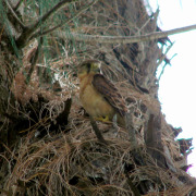 Seychelles kestrel