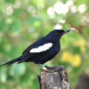 Seychelles Magpie-Robin