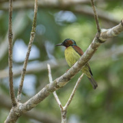 Seychelles Sunbird