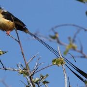 Shaft-tailed Whydah