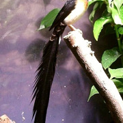 Shaft-tailed Whydah