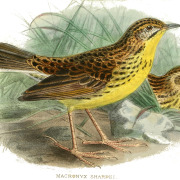 Sharpe's Longclaw