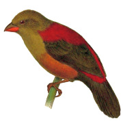 Shelley's Crimsonwing