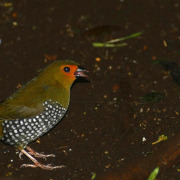 Green Twinspot