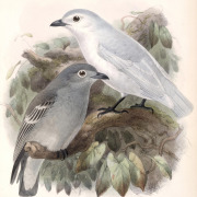 Snowy Cotinga