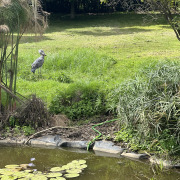 Shoebill