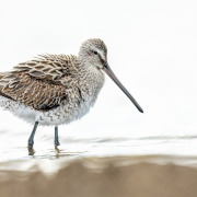 Short-billed Dowitcher