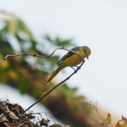 Short-billed Minivet