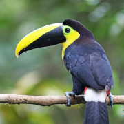 Short-billed Toucan