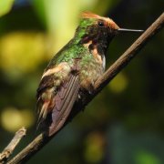 Short-crested Coquette