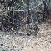 Short-eared Owl