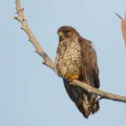 Short-tailed Hawk