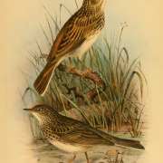 Short-tailed Pipit