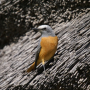 Short-toed rock thrush