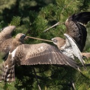 Short-toed Snake Eagle