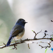 Siberian blue robin