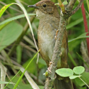 Sichuan Bush Warbler
