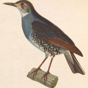 Sichuan Forest Thrush