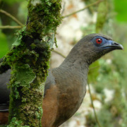 Sickle-winged Guan