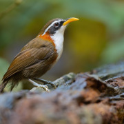 Sikkim Wedge-billed Babbler