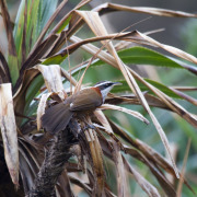 Sikkim Wedge-billed Babbler