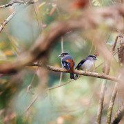 Silver-breasted broadbill