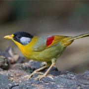 Silver-eared Mesia