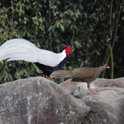 Silver Pheasant