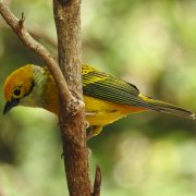 Silver-throated Tanager