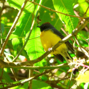 Slate-throated Redstart