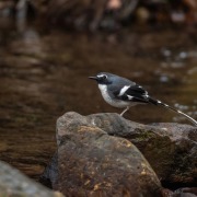 Slaty-backed Forktail