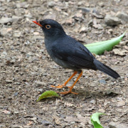 Slaty-backed Nightingale-Thrush