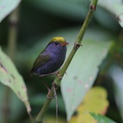 Slaty-bellied Tesia